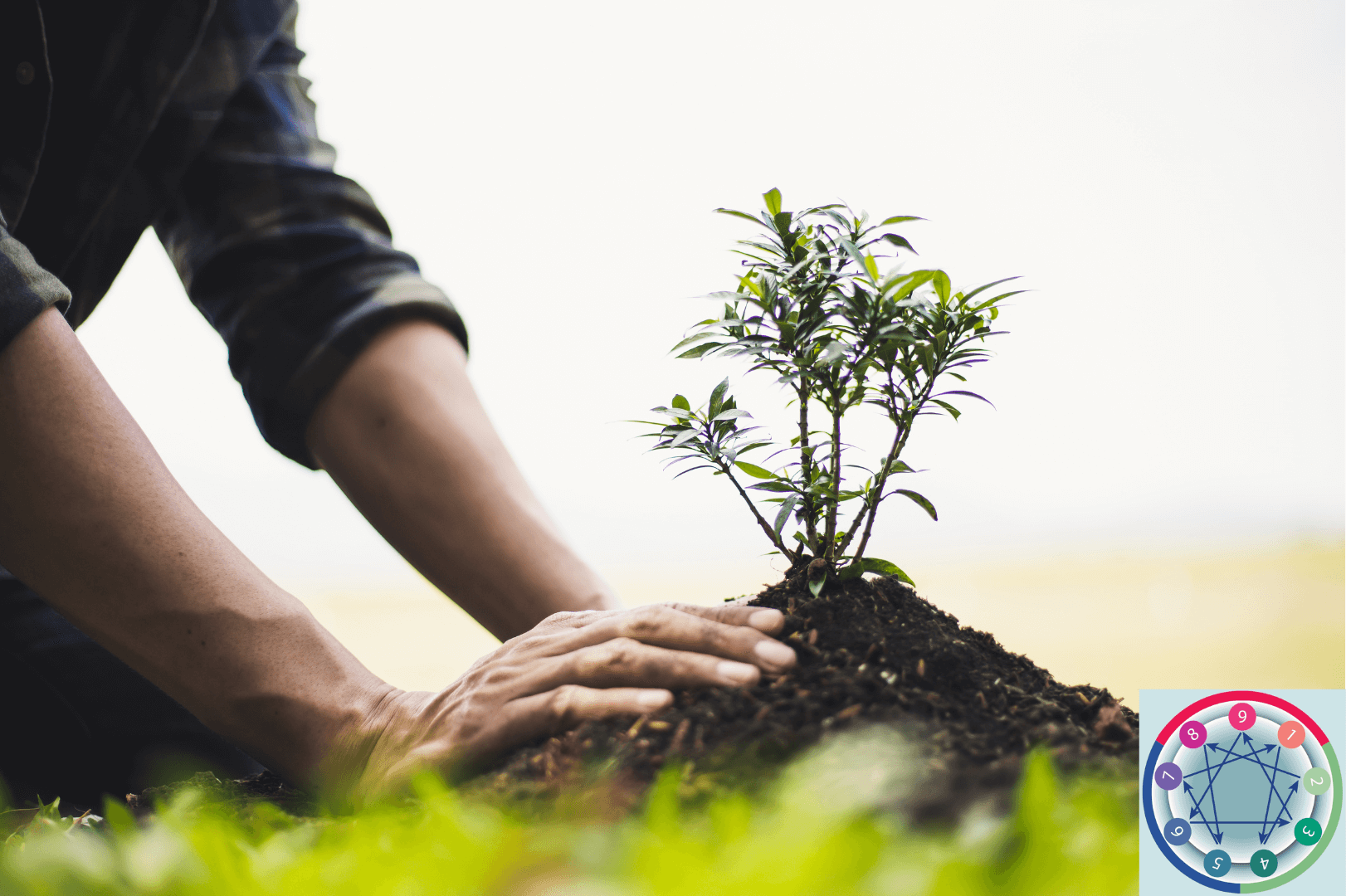 Abrazar un arbol beneficios